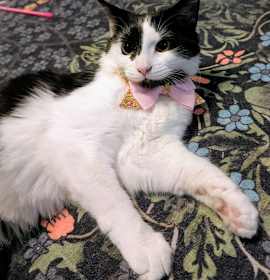 Photo of MISO (BONDED PAIR)