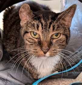 Photo of Crinklebell