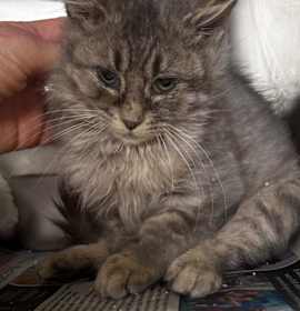 Photo of Cornelius 25