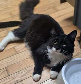 Photo of Tom Selleck