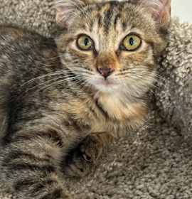 Photo of Herb Stuffing (Yolanda)