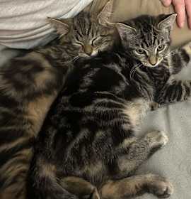 Photo of Pepper & Solomon - KITTENS in foster