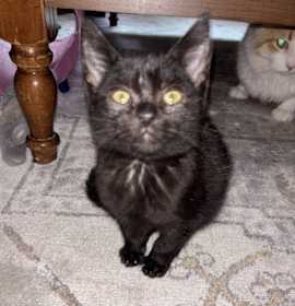 Photo of MIGHTY MOUSE