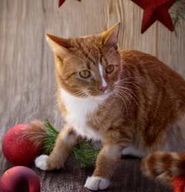 Photo of Nutter Butter