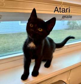 Photo of Atari