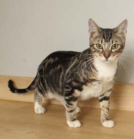 Photo of Oscar C67536