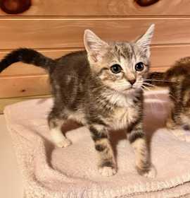 Photo of Selene *adoption pending*