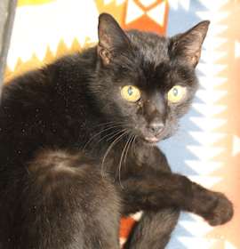 Photo of Count Orlock