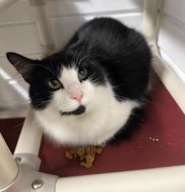 Photo of Betty Spaghetti