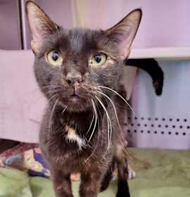 Photo of Sushi Showdown