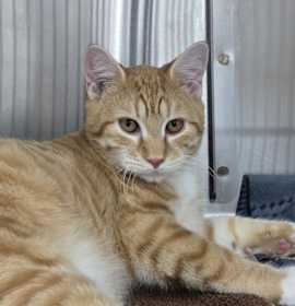 Photo of Everest (bonded With Sharktooth)