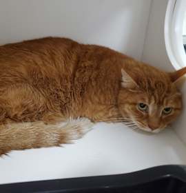 Photo of Spanky (real name) KCAC 25-61263