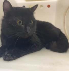 Photo of TOMMY PICKLES