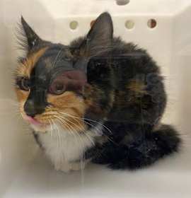 Photo of CAITLYN CLARK