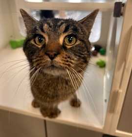 Photo of Kringle - Stratford