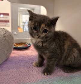 Photo of Delyla - Stratford