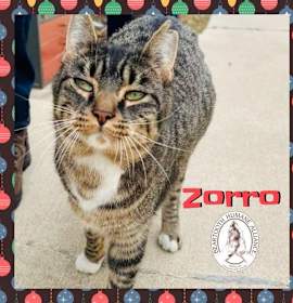 Photo of Zorro