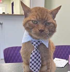 Photo of Marvin Harrison Jr.