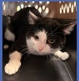 Photo of Cat Condo #5