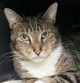 Photo of Mrs. Bickers