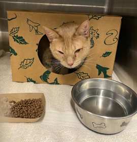 Photo of Buttercup fka Gizmo