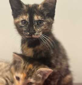 Photo of Miss Shields