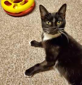 Photo of Nutmeg - Kitchener