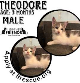 Photo of Theodore