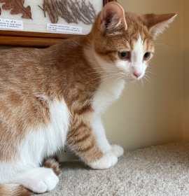 Photo of Stars  *IN FOSTER*