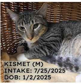 Photo of Kismet