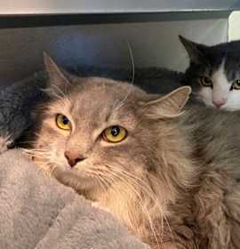 Photo of Bandit - Bonded to Gremlin