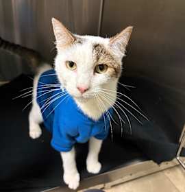 Photo of Monti (Haimi)