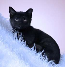 Photo of Mozzarella C25-342