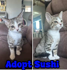 Photo of SUSHI & POPPY