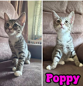 Photo of POPPY & SUSHI