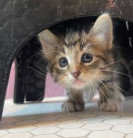 Photo of Lerue (bonded with Sebastian)