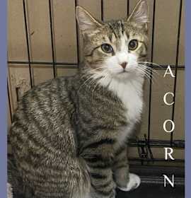 Photo of ACORN