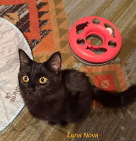 Photo of Luna Nova(bonded with Nori)