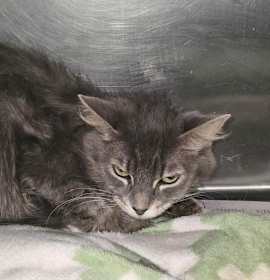 Photo of CA 136 Blossom