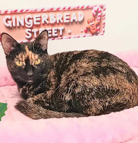 Photo of Bella Angelwing