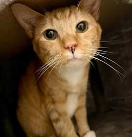 Photo of Shrimp Legs