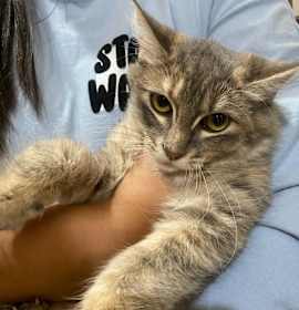 Photo of Sybill (Tortie LH)