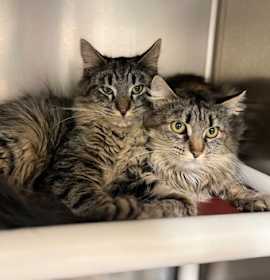 Photo of Talisman~25/26-0190b