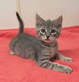 Photo of Harry, Ron, & Hermione - 3 Kittens #20