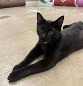 Photo of Bobby (Yellow)