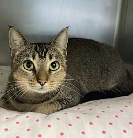 Photo of Remi  (Merritt island)