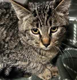 Photo of ANNIE (RESCUE ONLY)