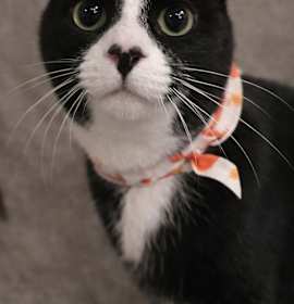 Photo of Tux (aka Puppy)