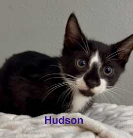 Photo of Hudson