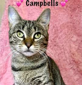 Photo of Campbells